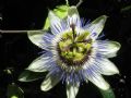 Passiflora caerulea