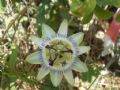 Passiflora caerulea