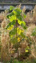 Paulownia tomentosa