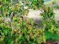 Paulownia tomentosa