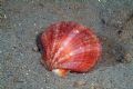 Aequipecten opercularis