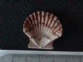 Pecten jacobaeus