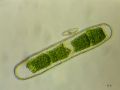 Penium sp.