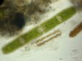 Penium sp.