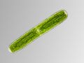 Penium sp.