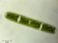 Penium sp.