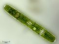 Penium margaritaceum
