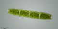 Penium sp.