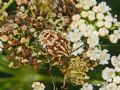 Carpocoris mediterraneus (cfr.)