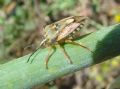 Carpocoris mediterraneus atlanticus