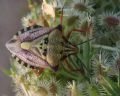 Carpocoris mediterraneus