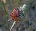 Carpocoris mediterraneus