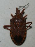 Apodiphus integriceps