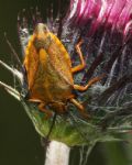 Carpocoris fuscispinus