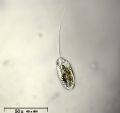 Anisonema sp.
