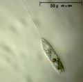 Peranema sp.