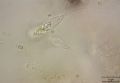 Peranema sp