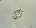 Urceolus sp.