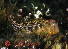 Blenniidae