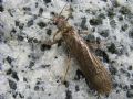 Perla marginata