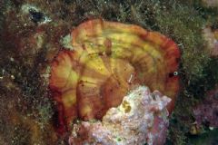 Peyssonneliaceae