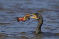 Phalacrocorax carbo