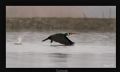 Phalacrocorax carbo