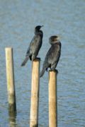 Phalacrocorax carbo