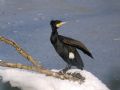 Phalacrocorax carbo