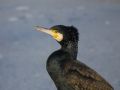 Phalacrocorax carbo