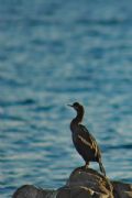 Phalacrocorax aristotelis