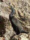 Phalacrocorax aristotelis