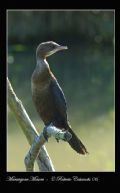 Phalacrocorax pygmaeus