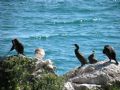 Phalacrocorax aristotelis