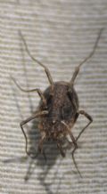 Odiellus spinosus