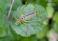 Leptophyes laticauda