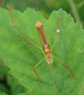 Leptophyes punctatissima