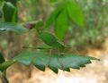 Leptophyes punctatissima