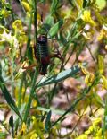 Barbitistes sp.