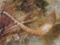 Phascolosomatidea