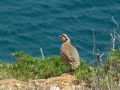 Alectoris chukar