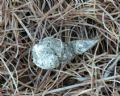 Alectoris graeca saxatilis