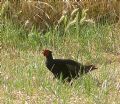 Phasianus colchicus tenebrosus