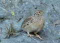 Coturnix coturnix