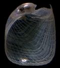 Philine angulata