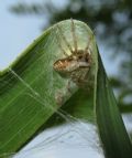Philodromus sp.