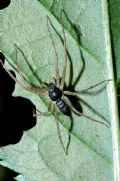 Philodromus dispar