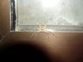 Philodromus margaritatus