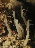 Oceanapia isodictyformis