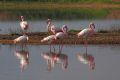 Phoenicopterus roseus